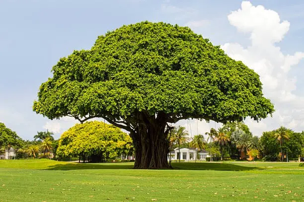Tumbuhan Pohon Penghasil Banyak Oksigen yang Menyegarkan