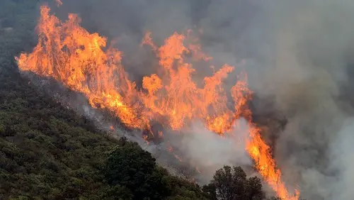 Kebakaran Hutan Mempertajam Krisis Polusi Udara